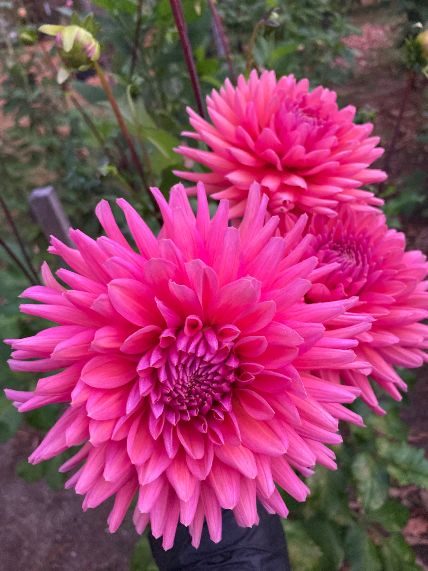 Allen's Smokey Skies - AllSS