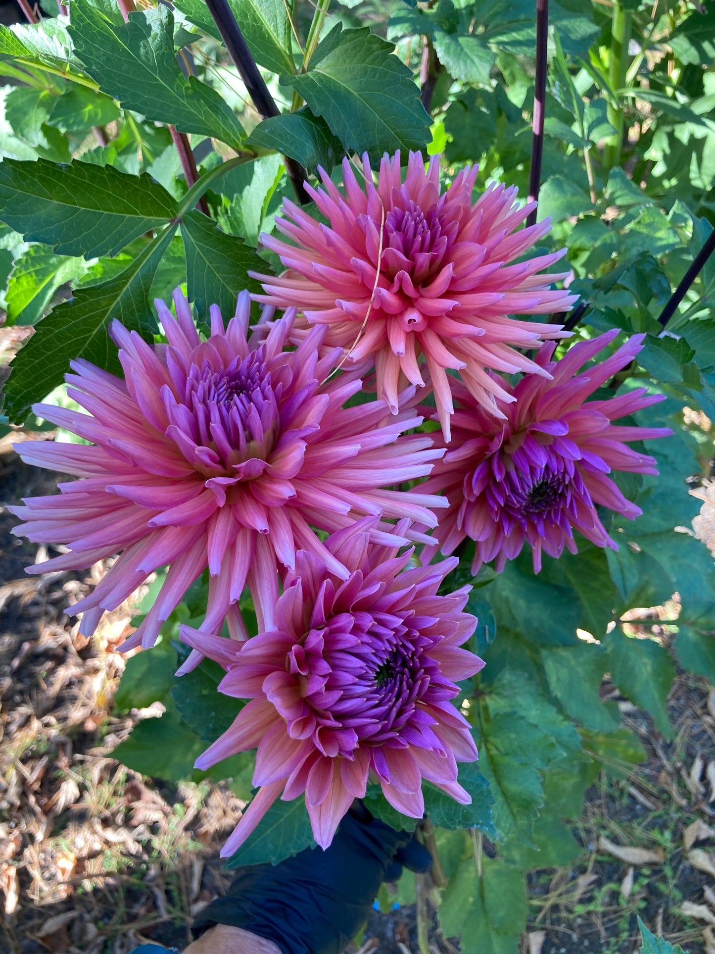 Allen's Smokey Skies - AllSS