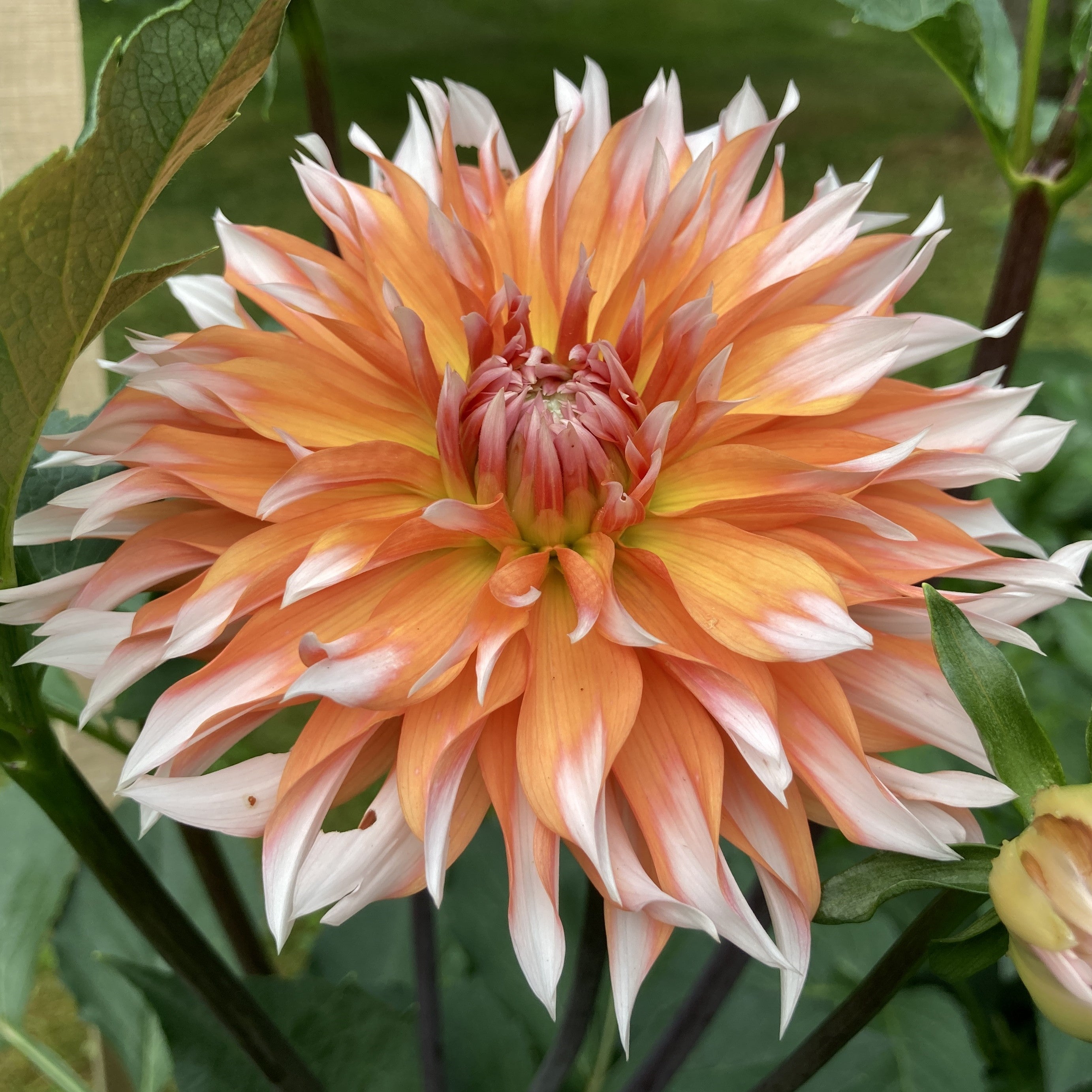 Applesini Sneiga - APSN (aka Orange and Snow) – ByDesignDahlias