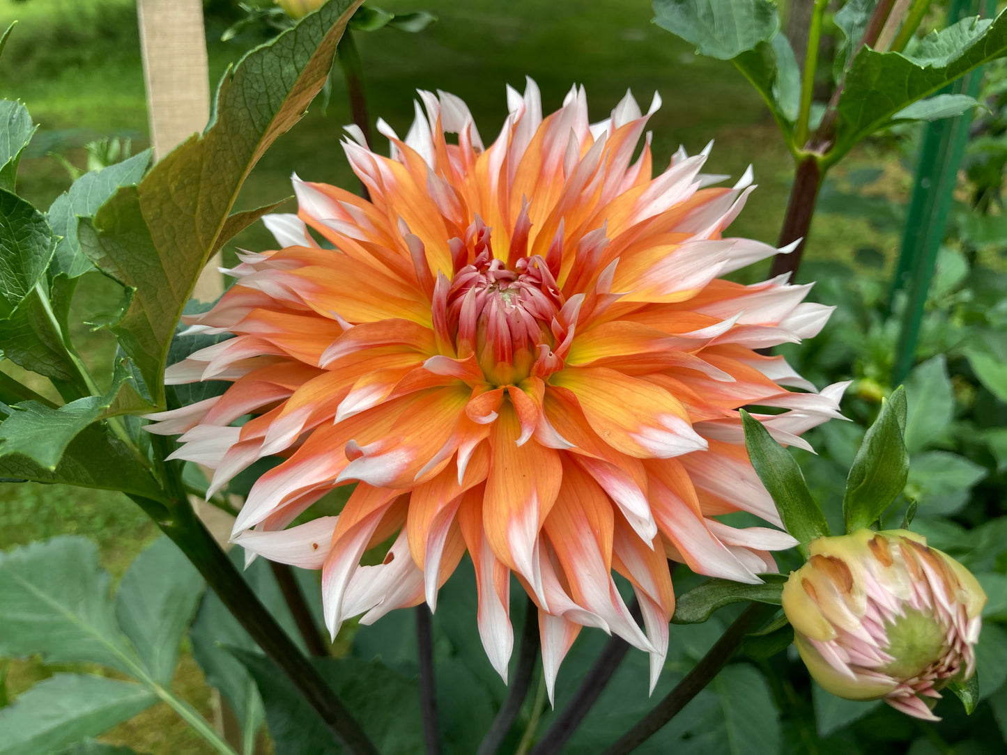 Applesini Sneiga - APSN (aka Orange and Snow)