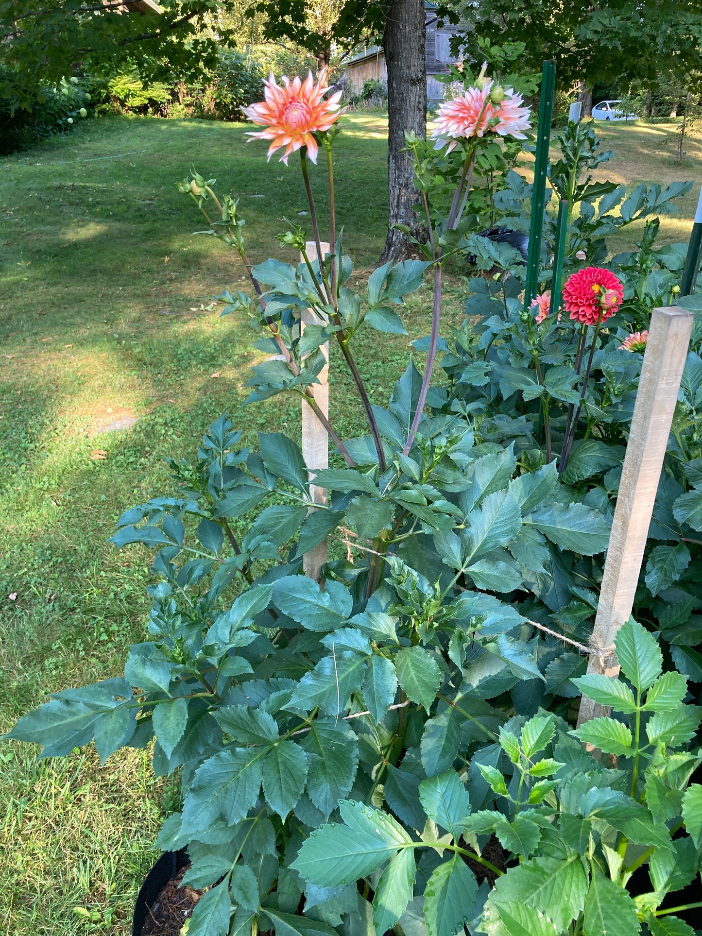 Applesini Sneiga - APSN (aka Orange and Snow)