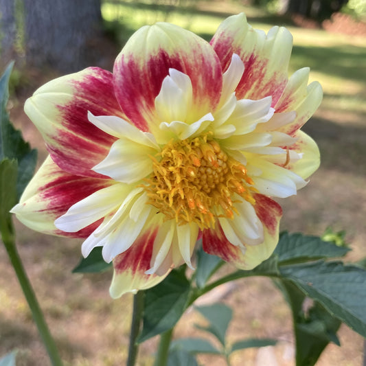 Ashpire Fancy - AshFy