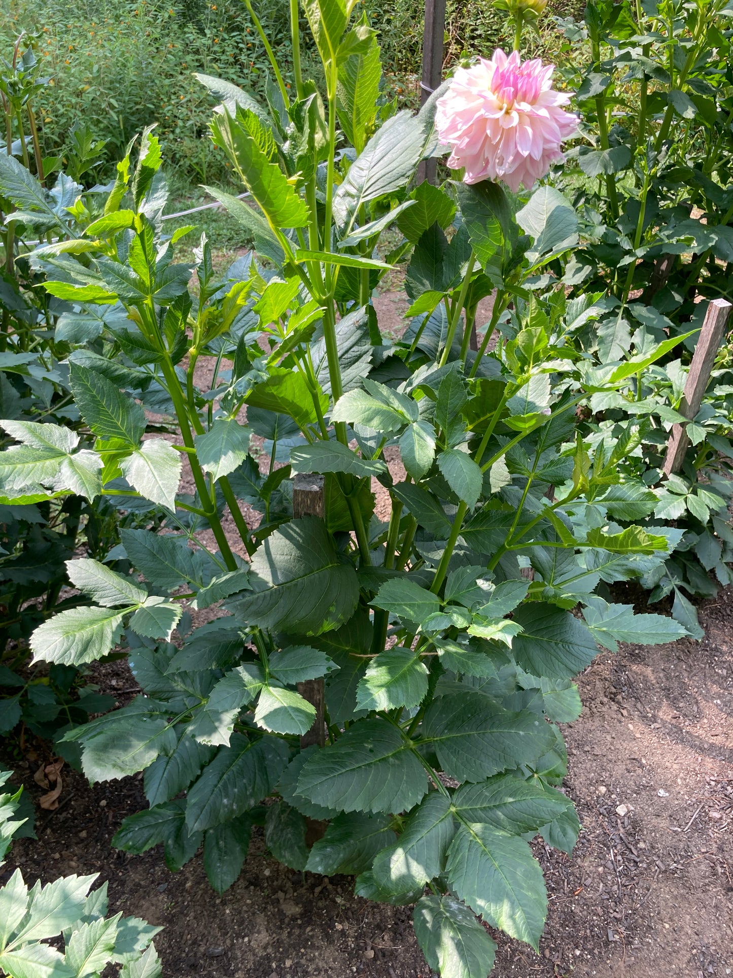 Bloomquist Compare - BQC