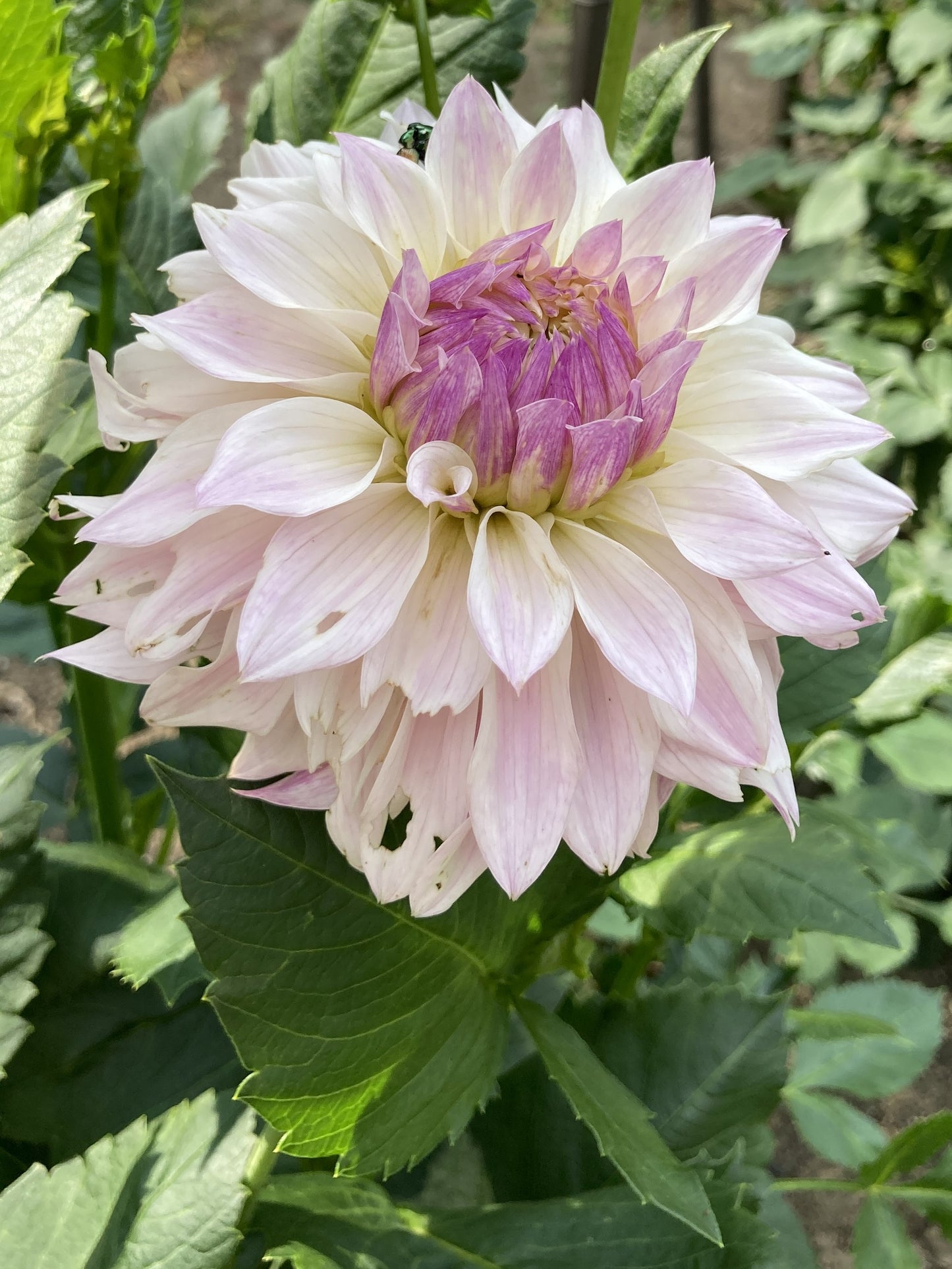 Bloomquist Compare - BQC