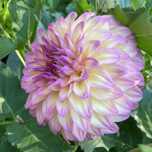 Bloomquist Fredene - BQFD