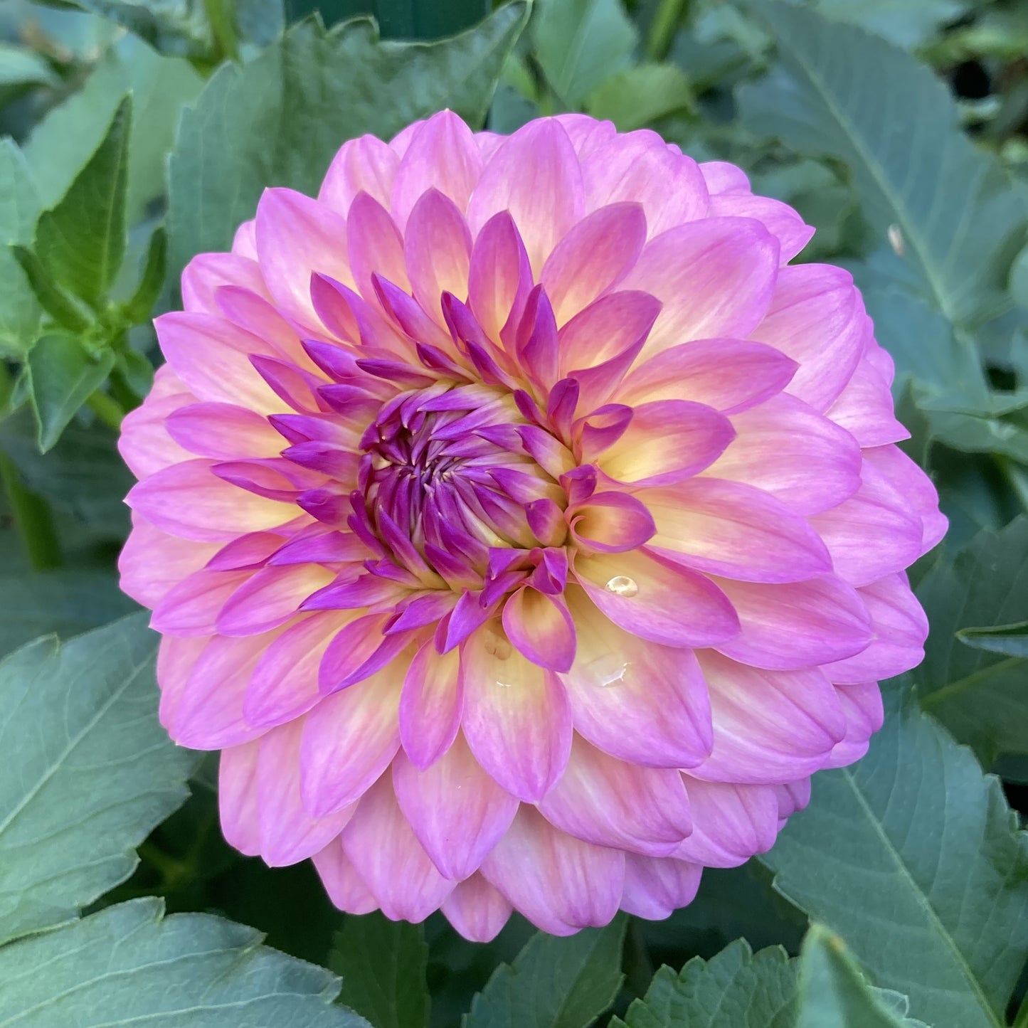 Bloomquist Fredene - BQFD