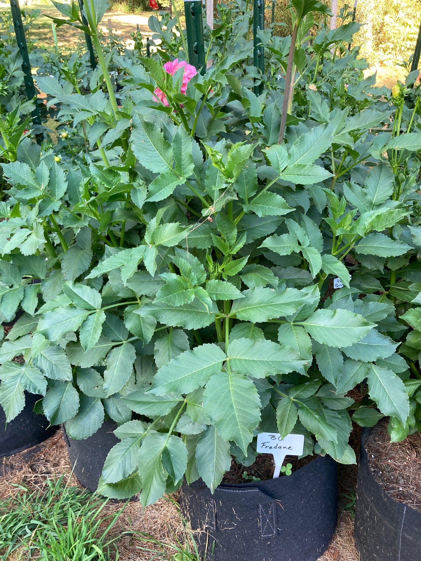 Bloomquist Fredene - BQFD