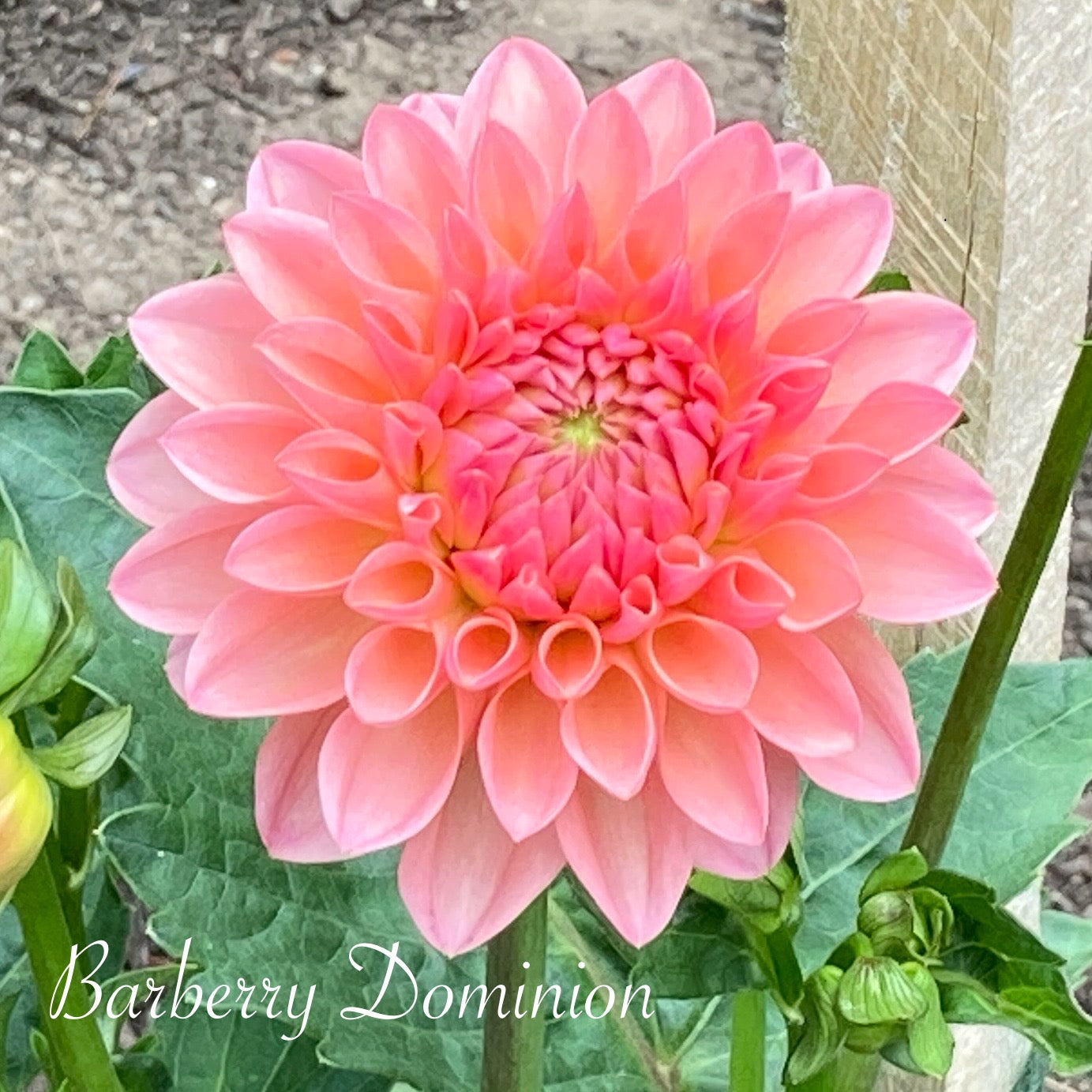 Barbarry Dominion - BBDom