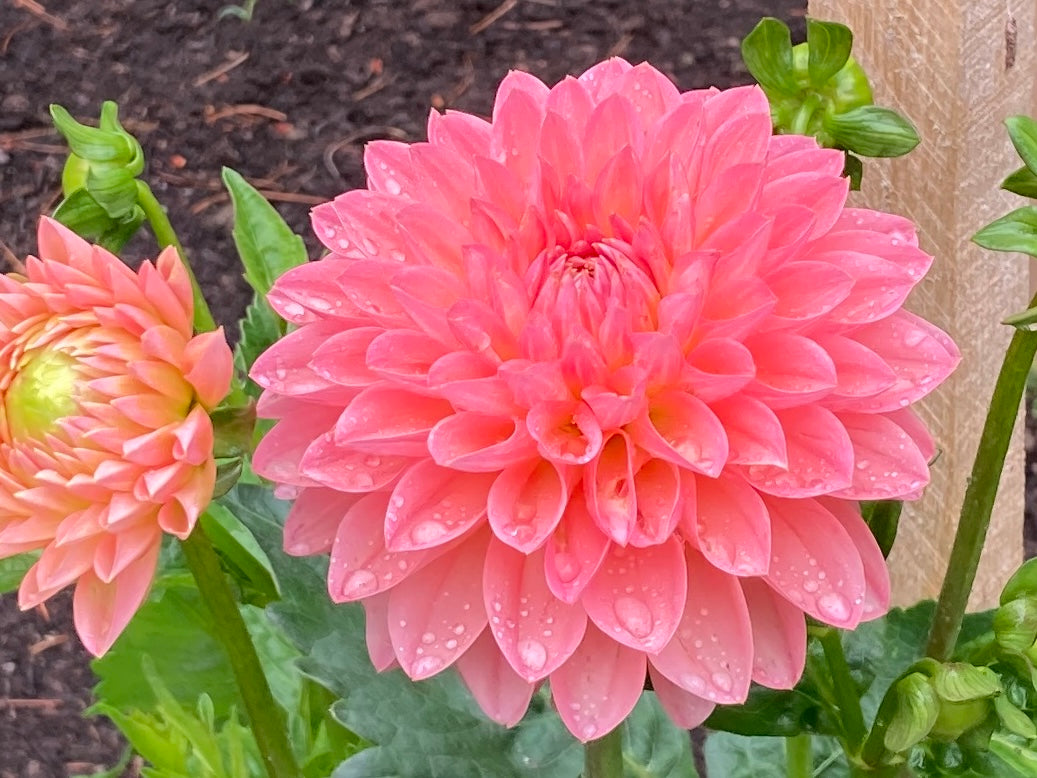 Barbarry Dominion - BBDom