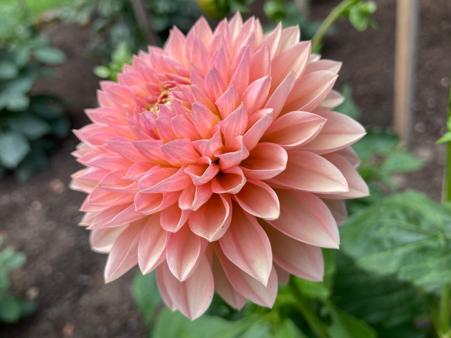 Barbarry Dominion - BBDom