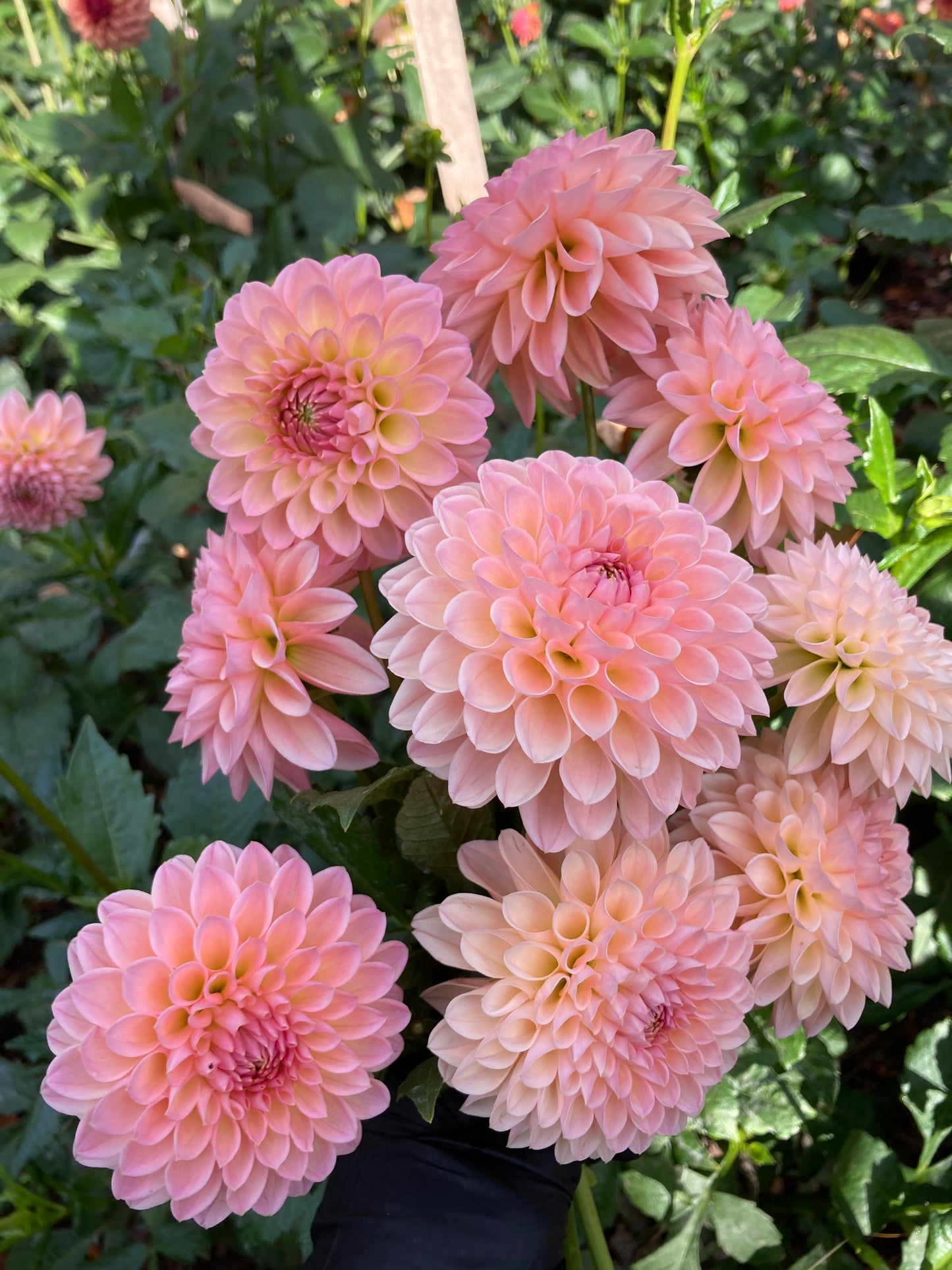 Barbarry Dominion - BBDom