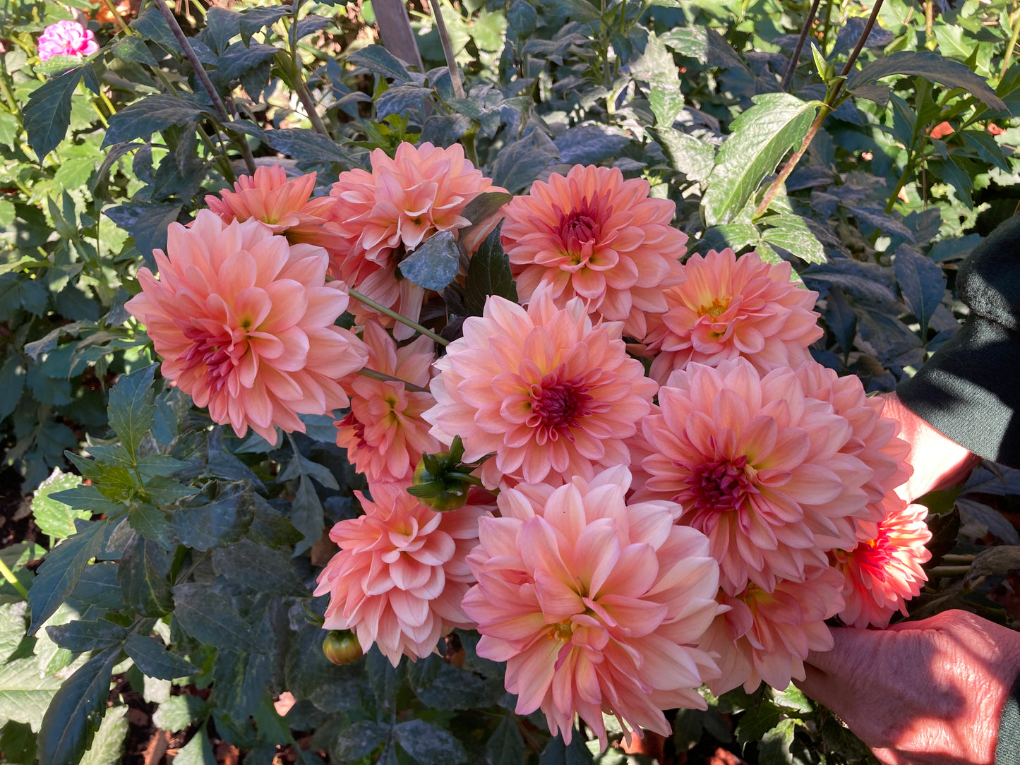 Barbarry Dominion - BBDom