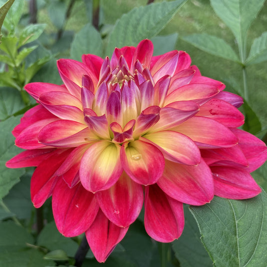 Blooms Enchantment - BE