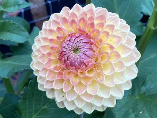 Blyton Softer Gleam
