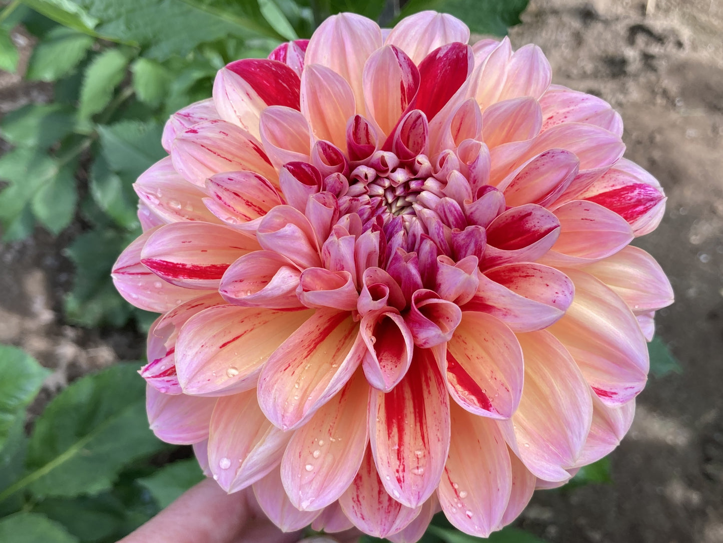 Honeydew - Can't Elope dahlia tuber - EXCLUSIVE - CNTEP - one per customer please