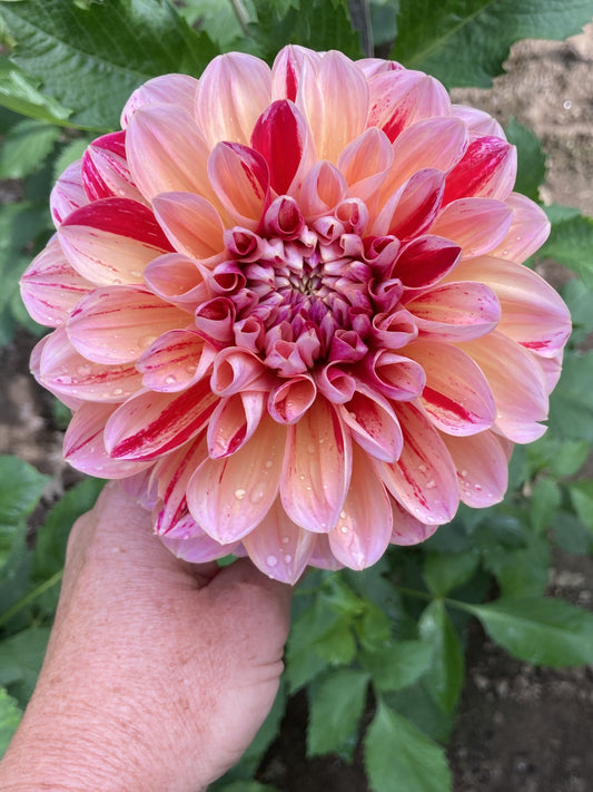 Honeydew - Can't Elope dahlia tuber - EXCLUSIVE - CNTEP - one per customer please