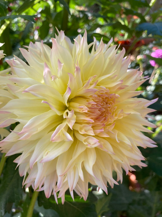 Citron du Cap - CitCp