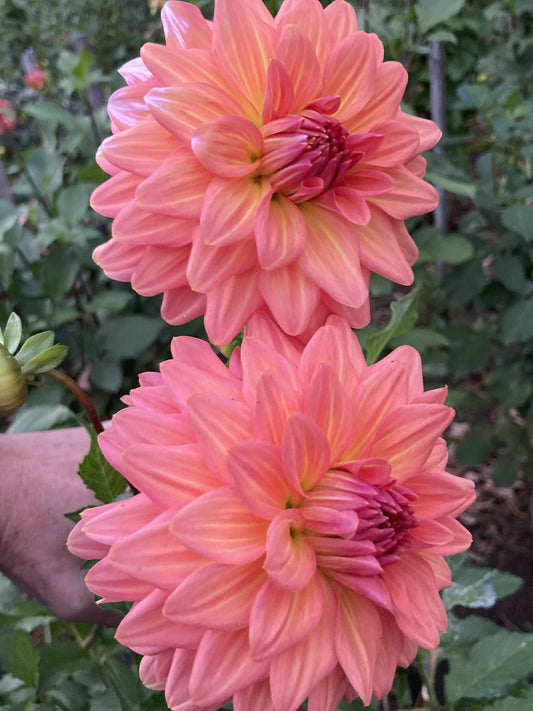 Connecticut Coral - CNC