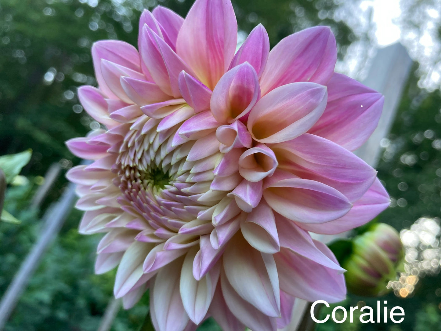 Coralie - CLE