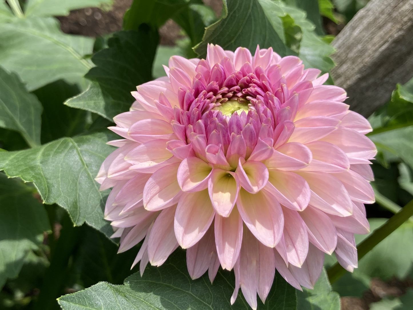 Cupcake dahlia tuber - CK