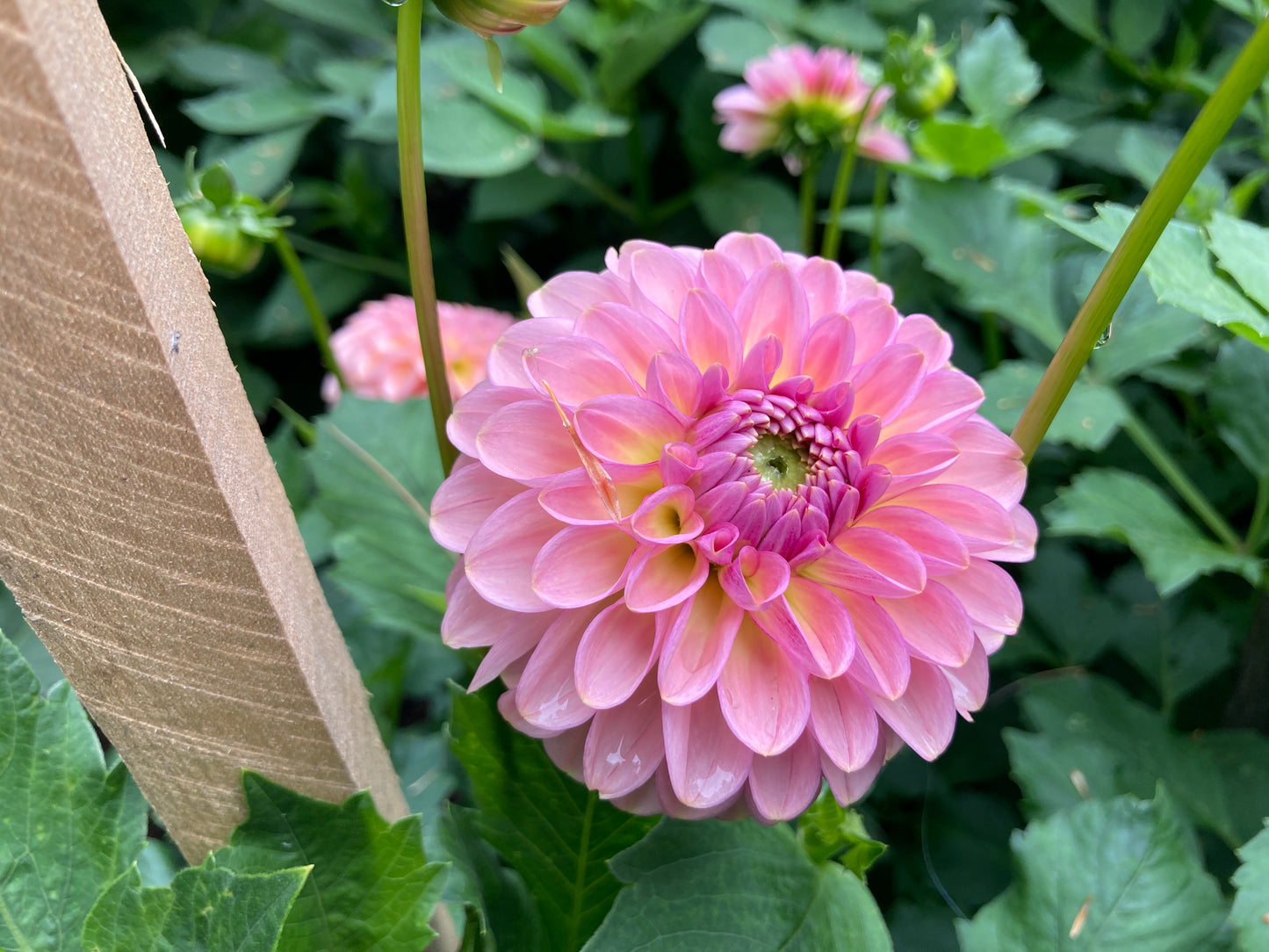 Cupcake dahlia tuber - CK