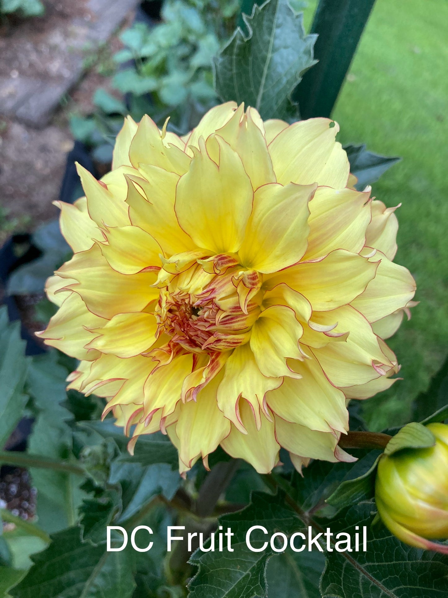 Dahlia Cult's Fruit Coctail - DCFC - Exclusive!!