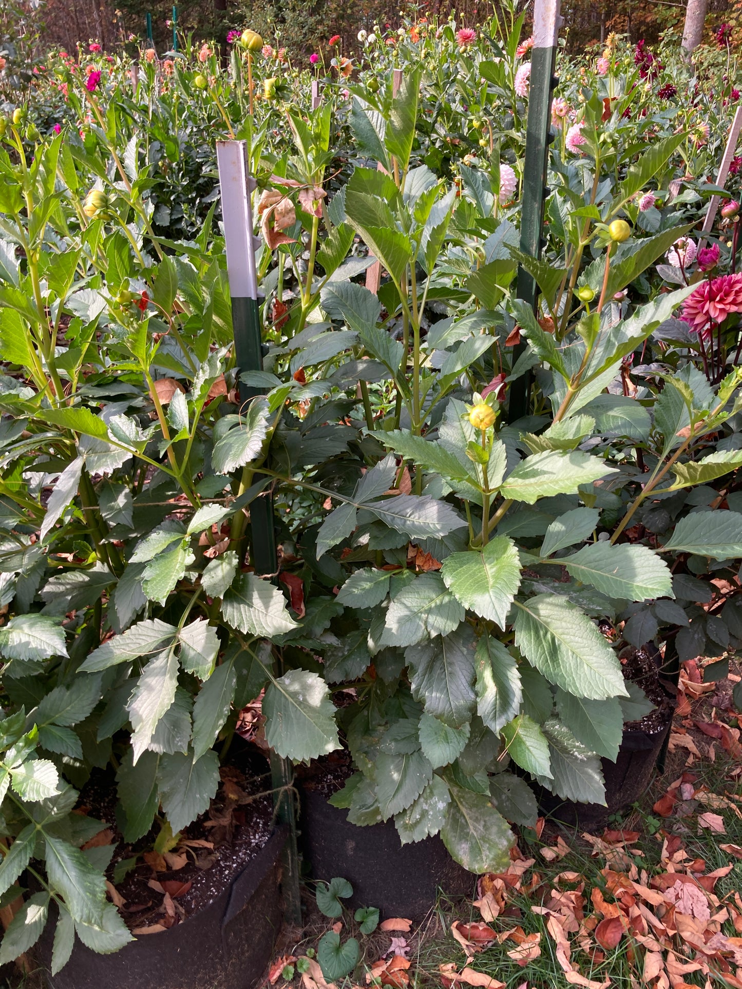 Dahlia Cult's Fruit Coctail - DCFC - Exclusive!!