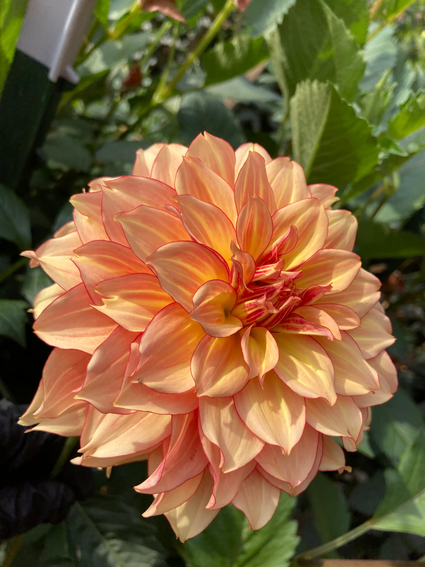 Dahlia Cult's Fruit Coctail - DCFC - Exclusive!!