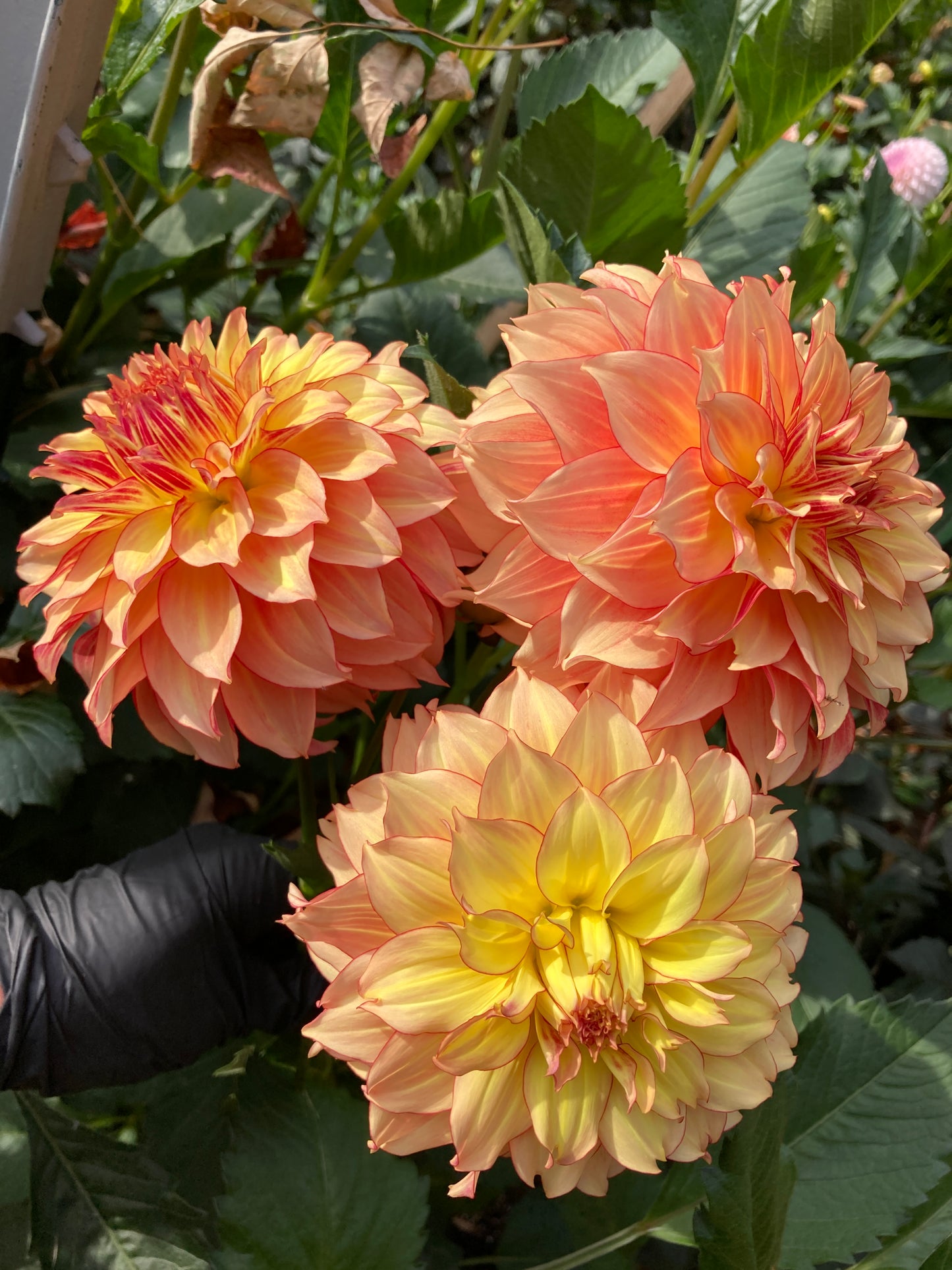 Dahlia Cult's Fruit Coctail - DCFC - Exclusive!!