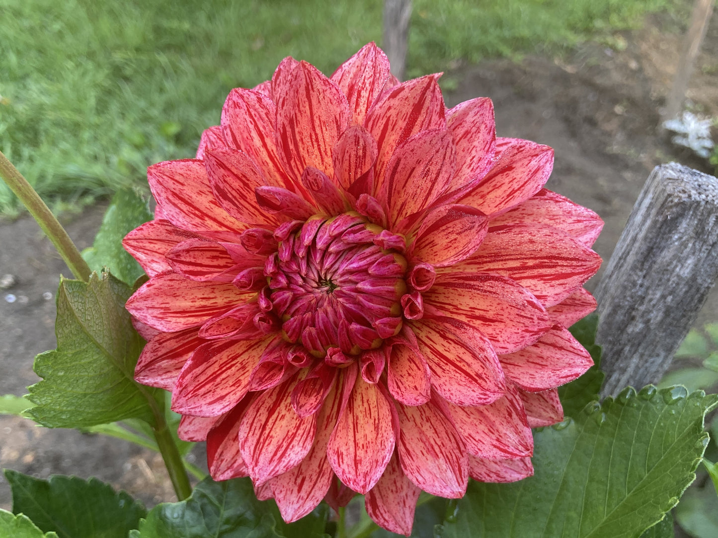 Dazzling Magic dahlia tuber - DZM