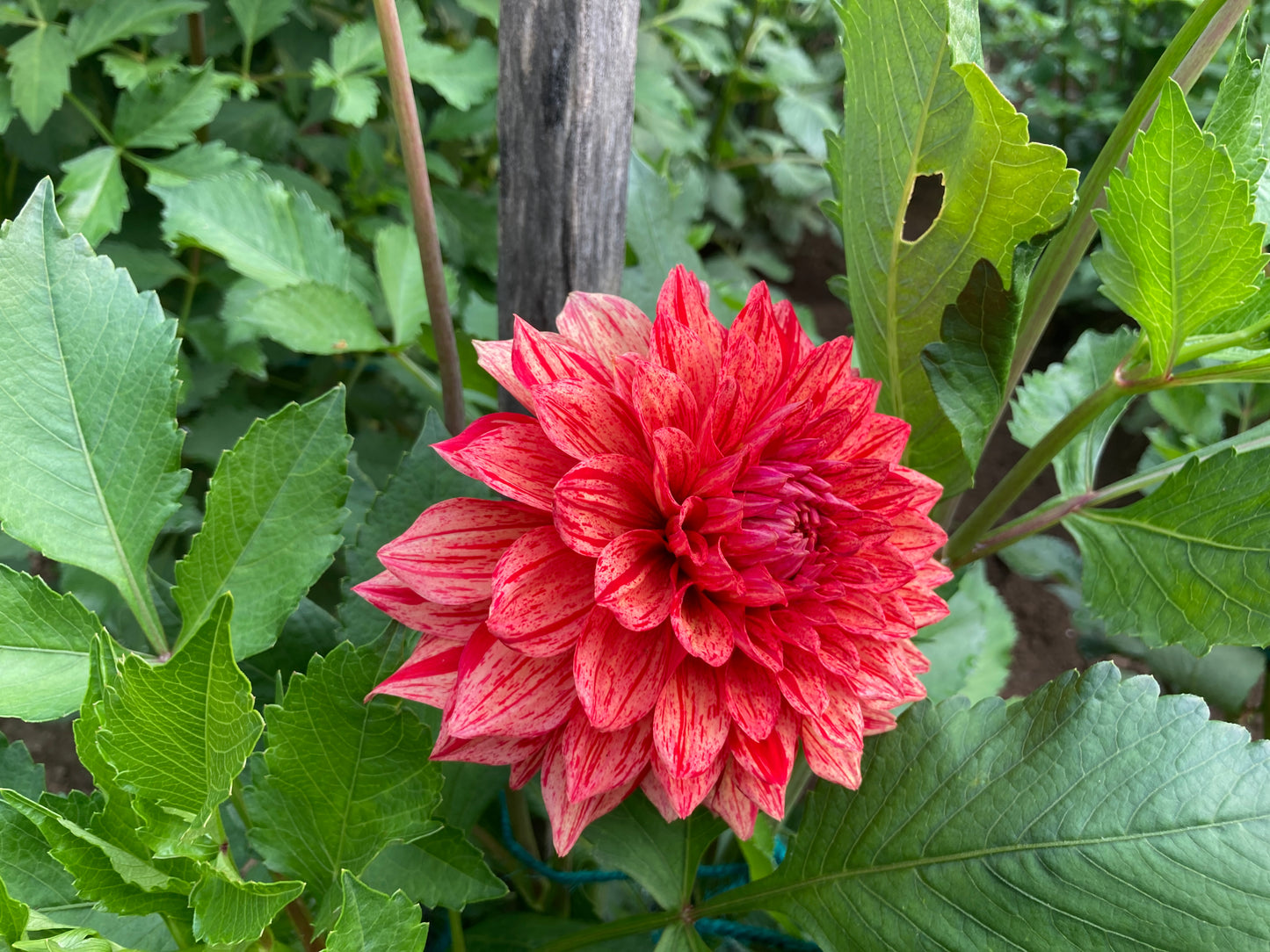 Dazzling Magic dahlia tuber - DZM