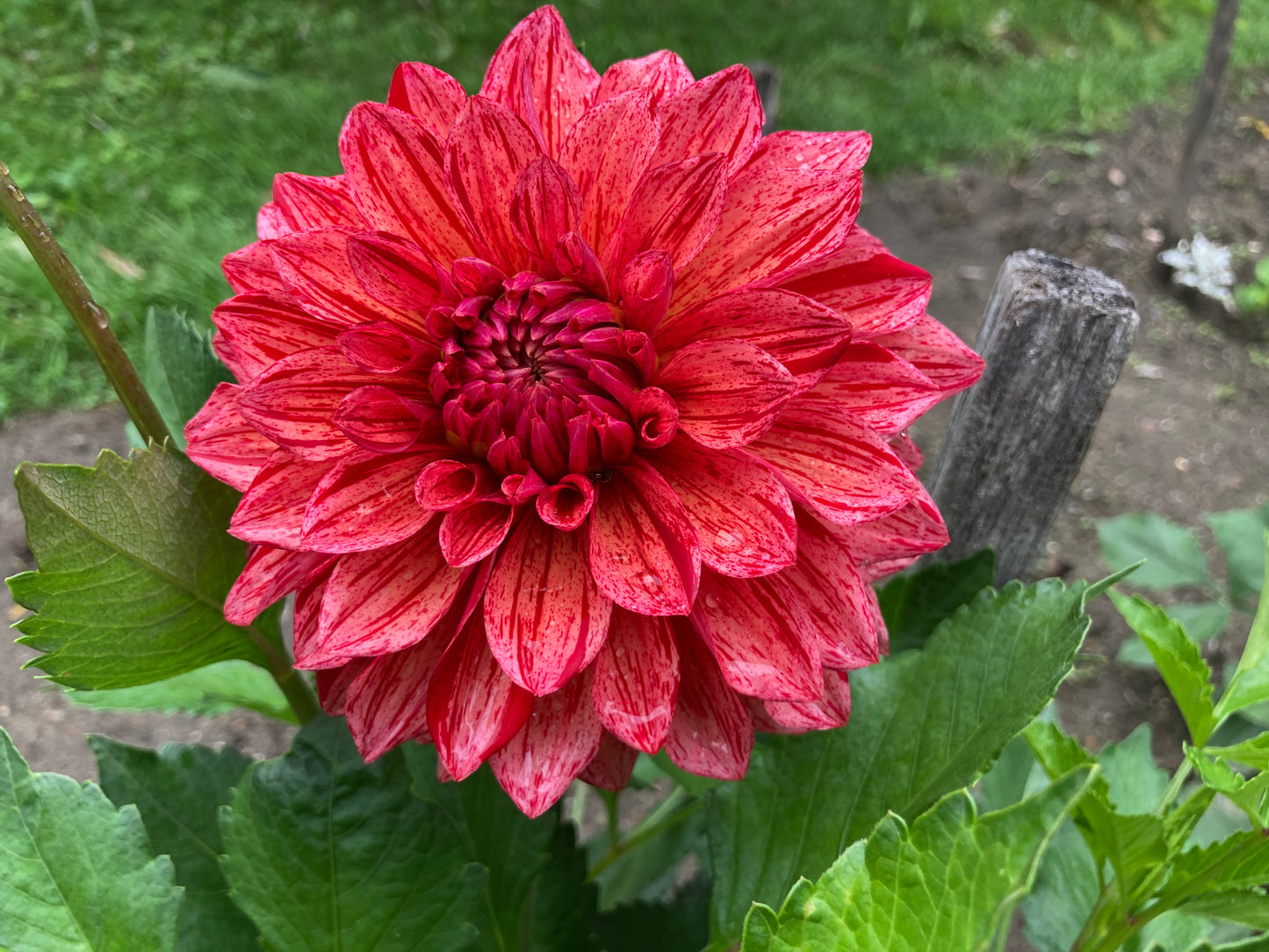 Dazzling Magic dahlia tuber - DZM