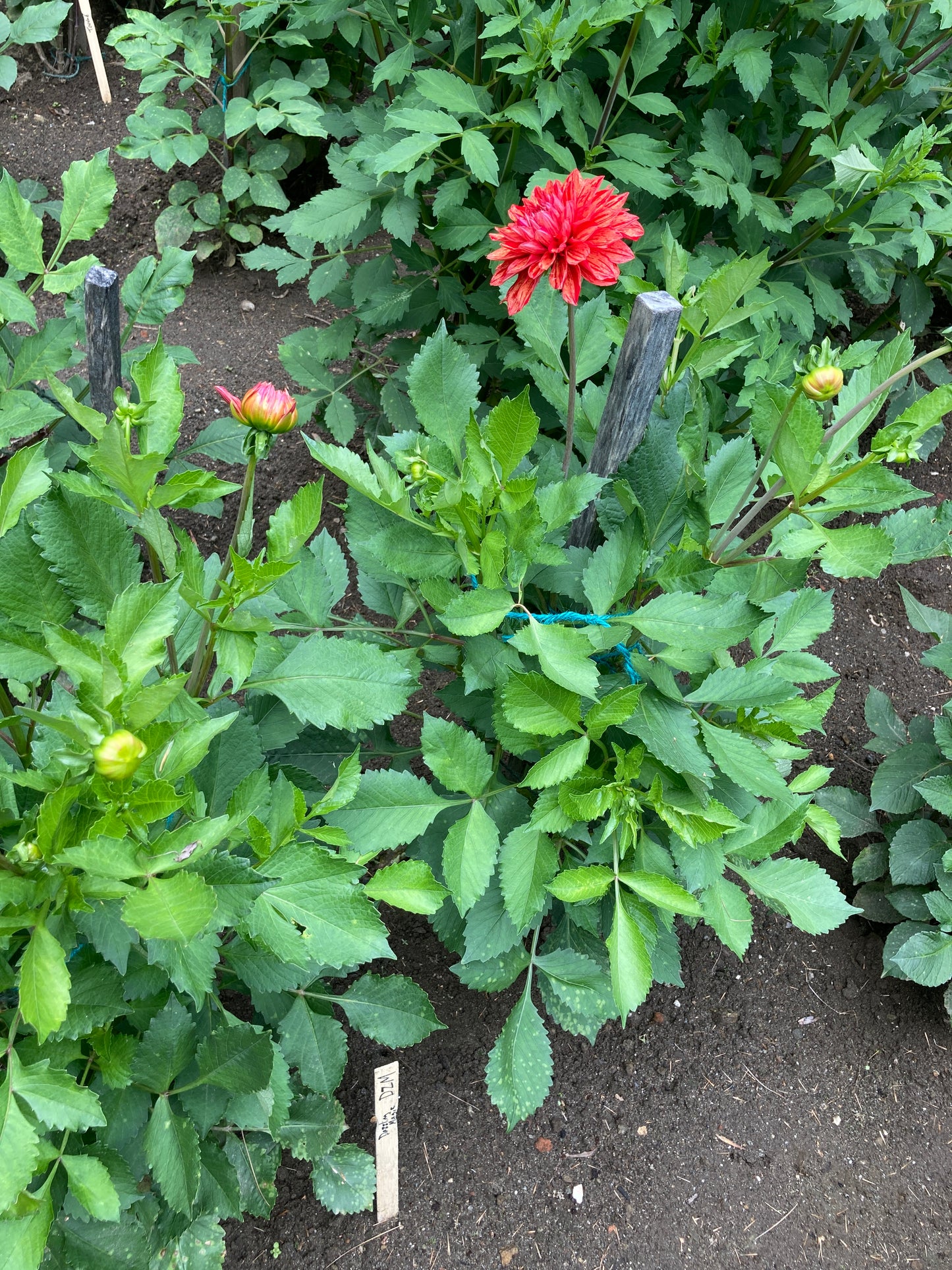 Dazzling Magic dahlia tuber - DZM