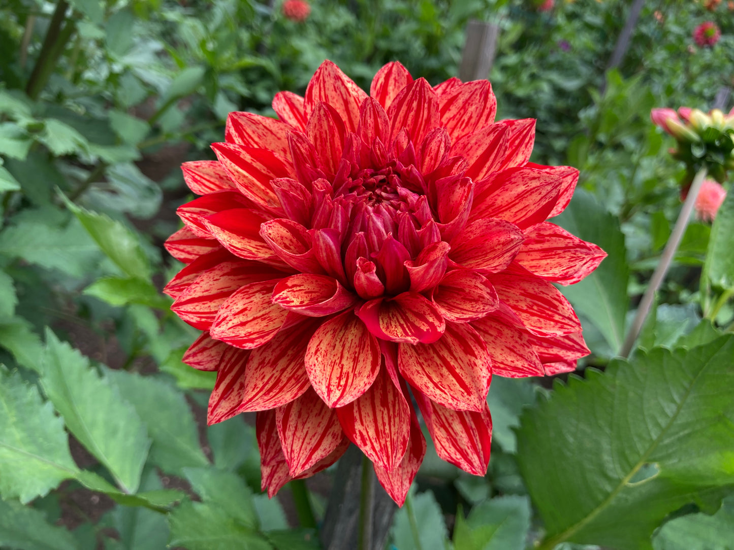 Dazzling Magic dahlia tuber - DZM