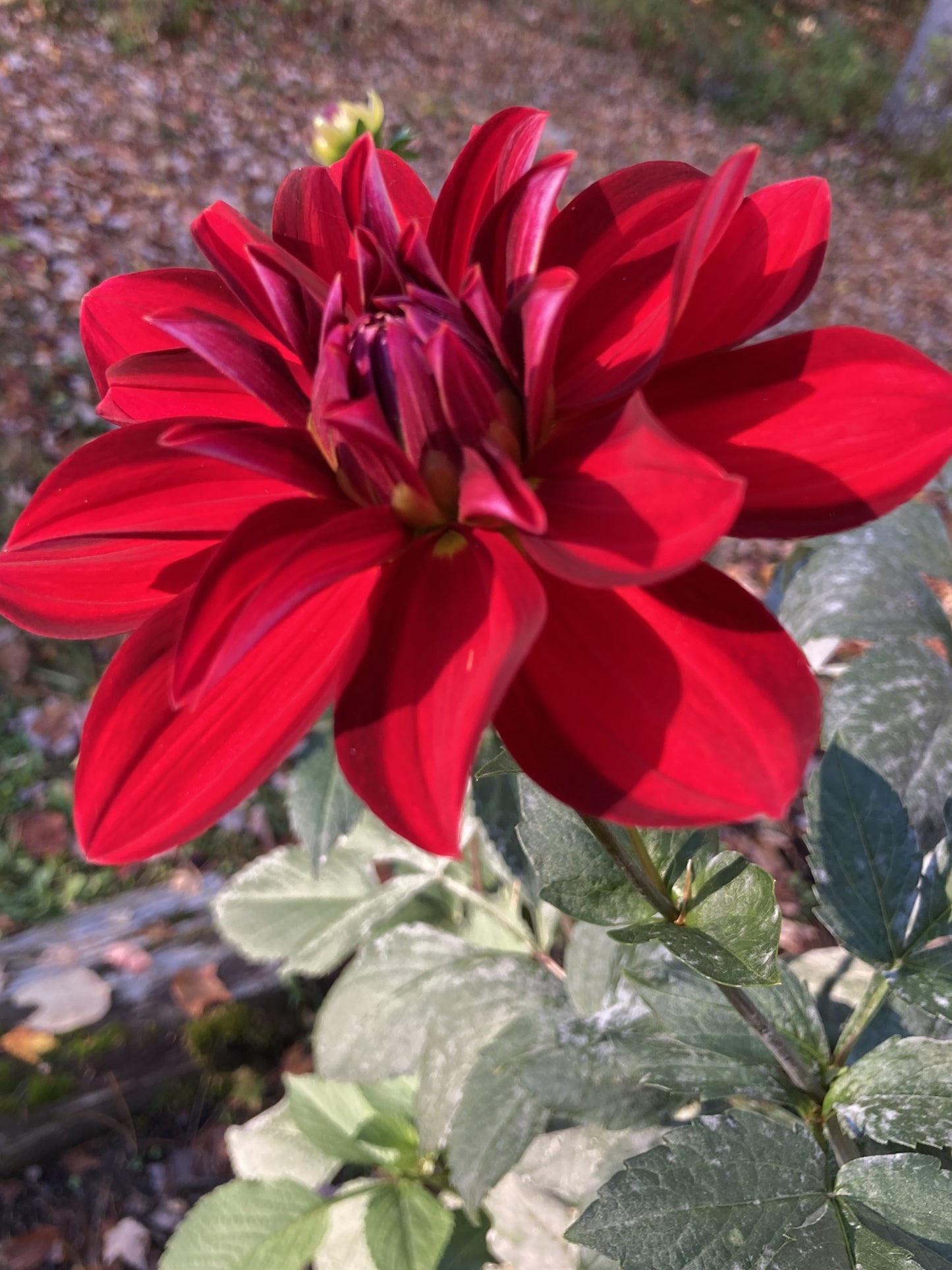 Depth Perception - DP (or DR)