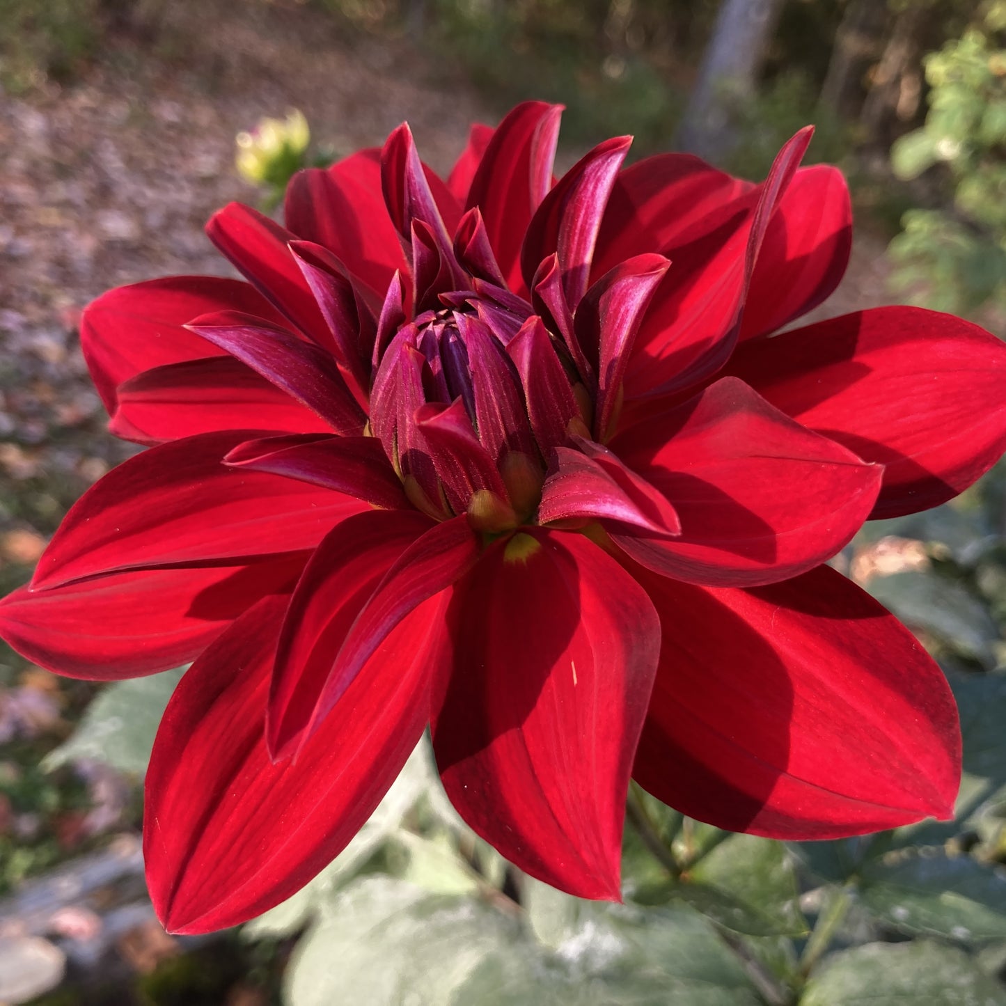 Depth Perception - DP (or DR)