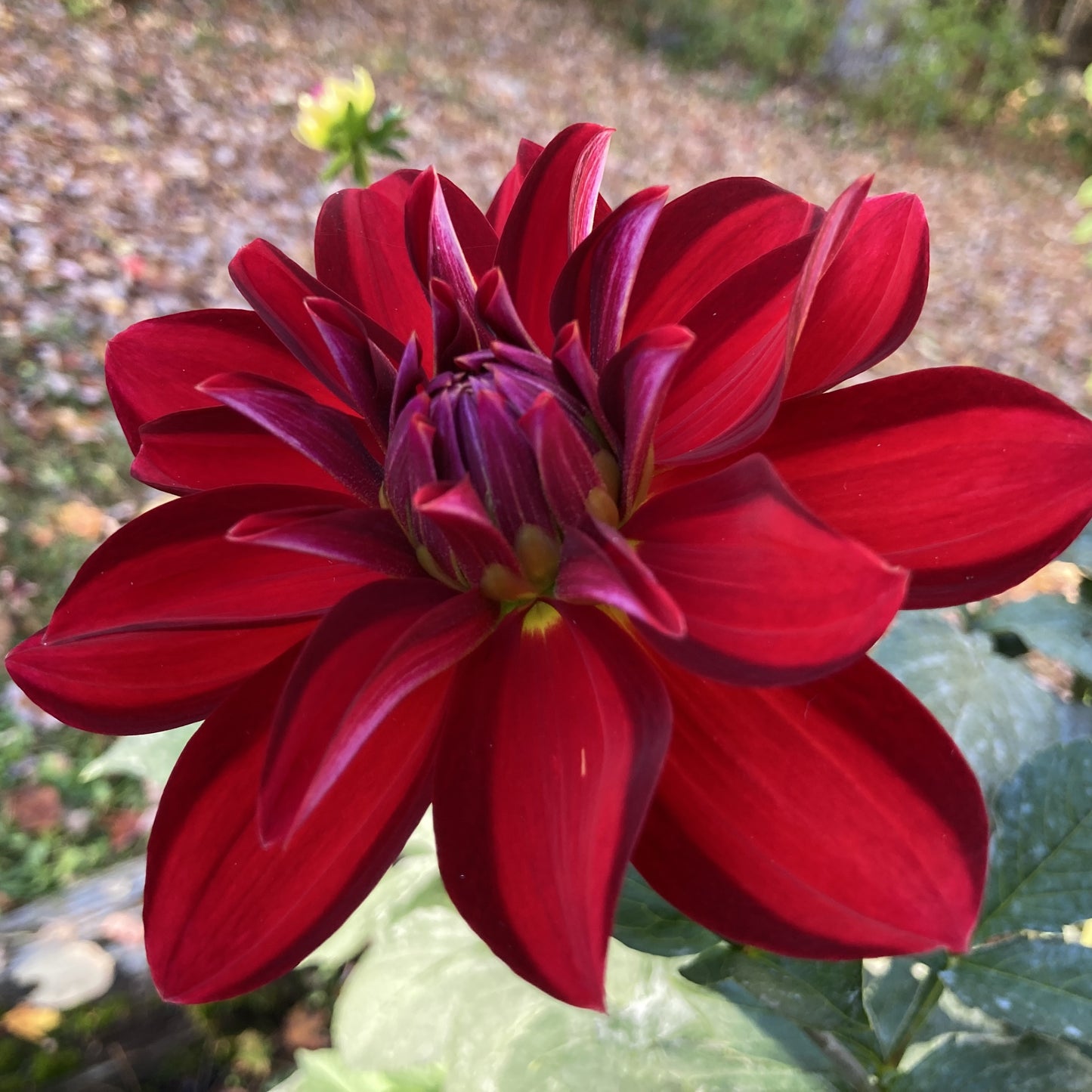 Depth Perception - DP (or DR)