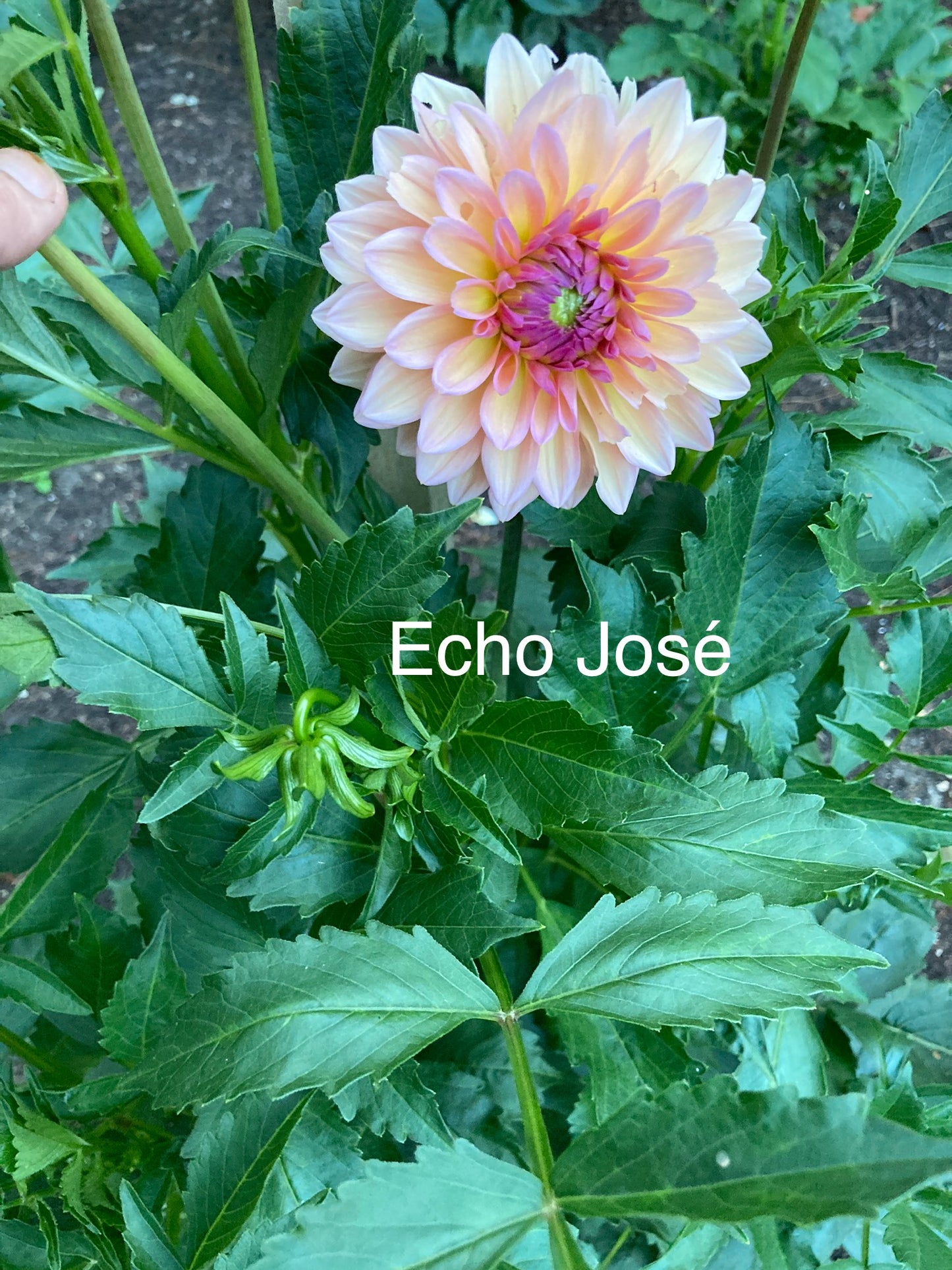 Echo Jose - EchJ