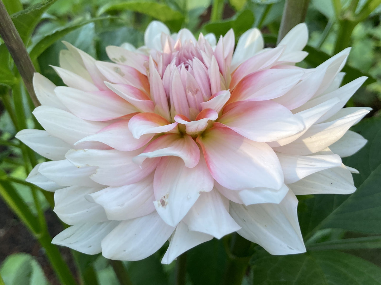 IJ Peach Blossom