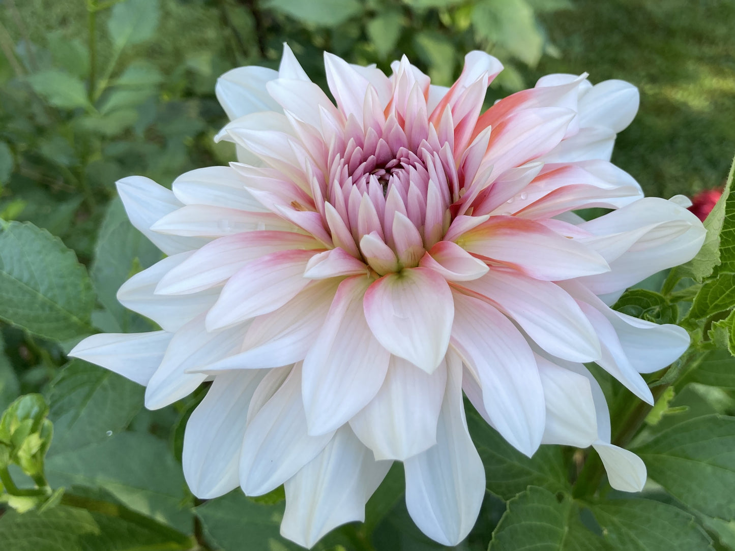 IJ Peach Blossom