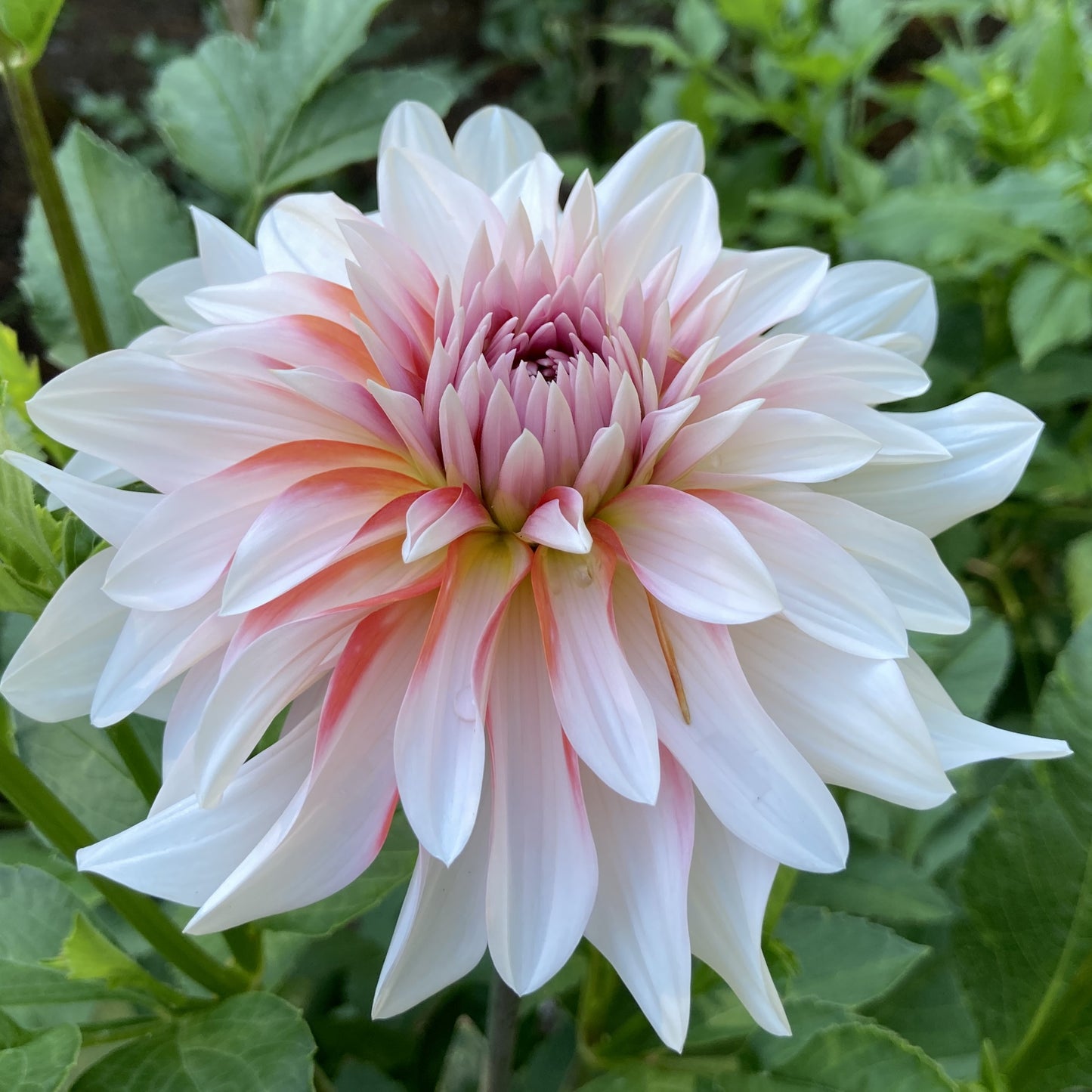IJ Peach Blossom