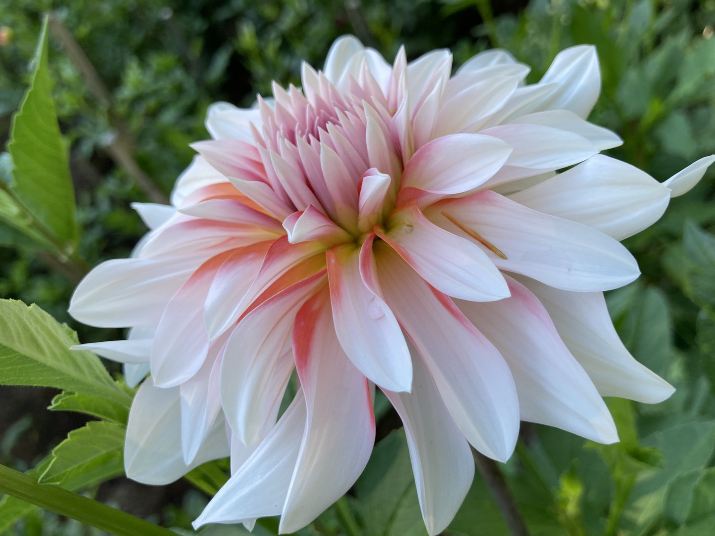 IJ Peach Blossom