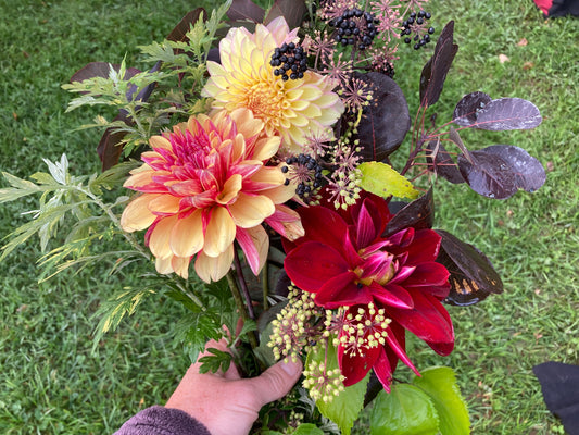 3 dahlia cut flower bouquet - vendor's choice color