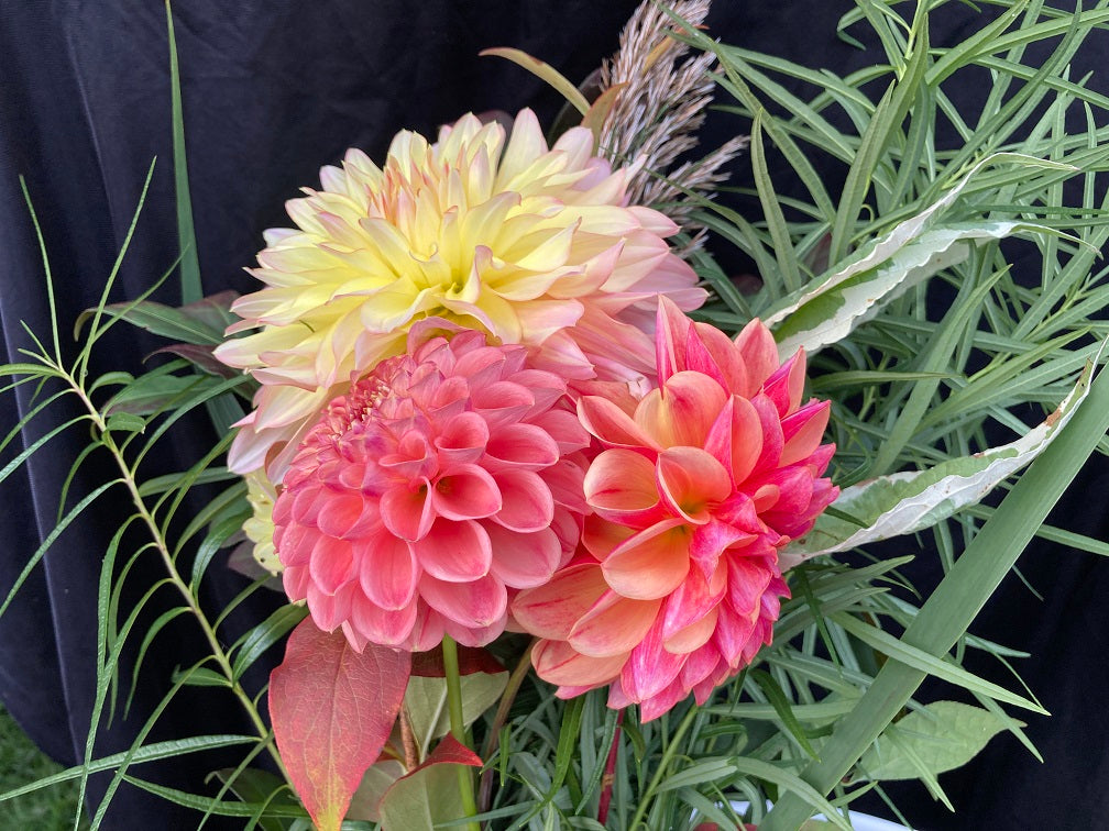 3 dahlia cut flower bouquet - vendor's choice color - unless specified