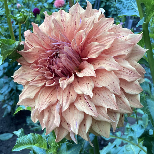 JS Butterscotch - JSB