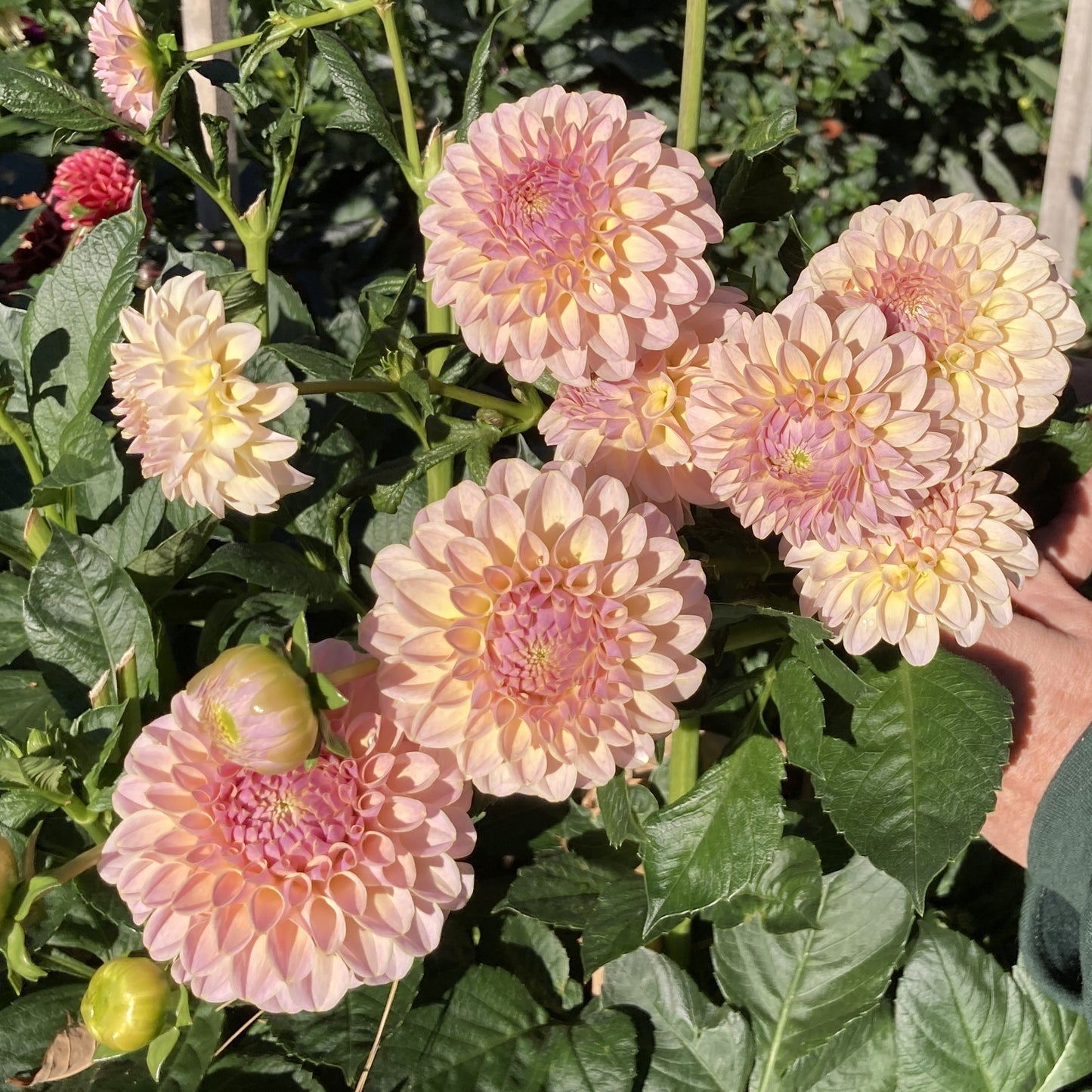 KA Cinder Rose - CinRo