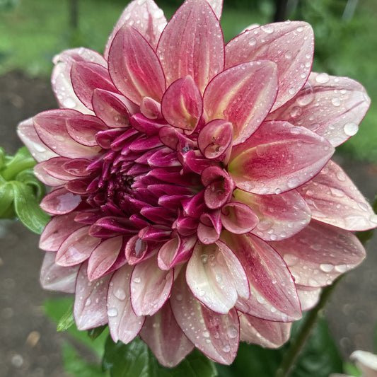 KA's Mocha Katie - KAMK