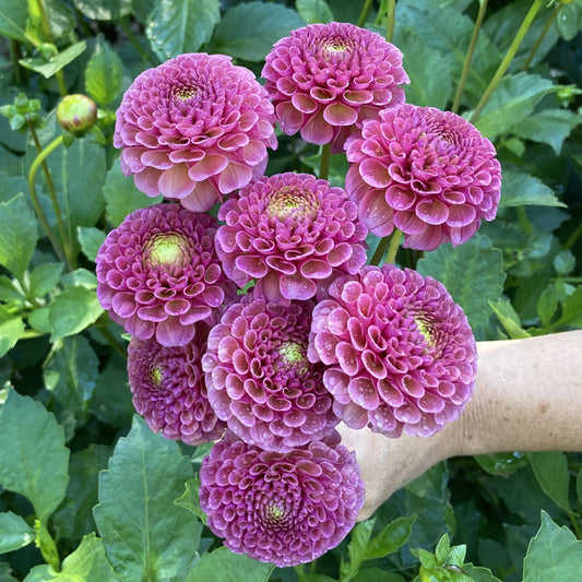 Koko Puff - KO