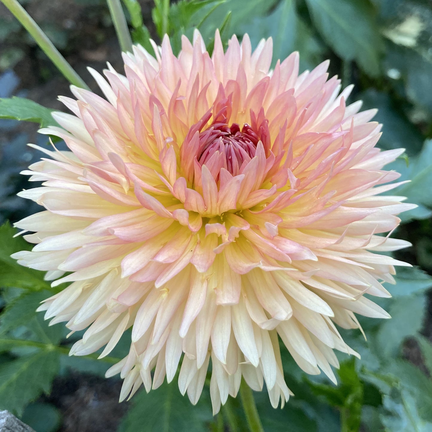 Lakeview Peach Fuzz - LPF