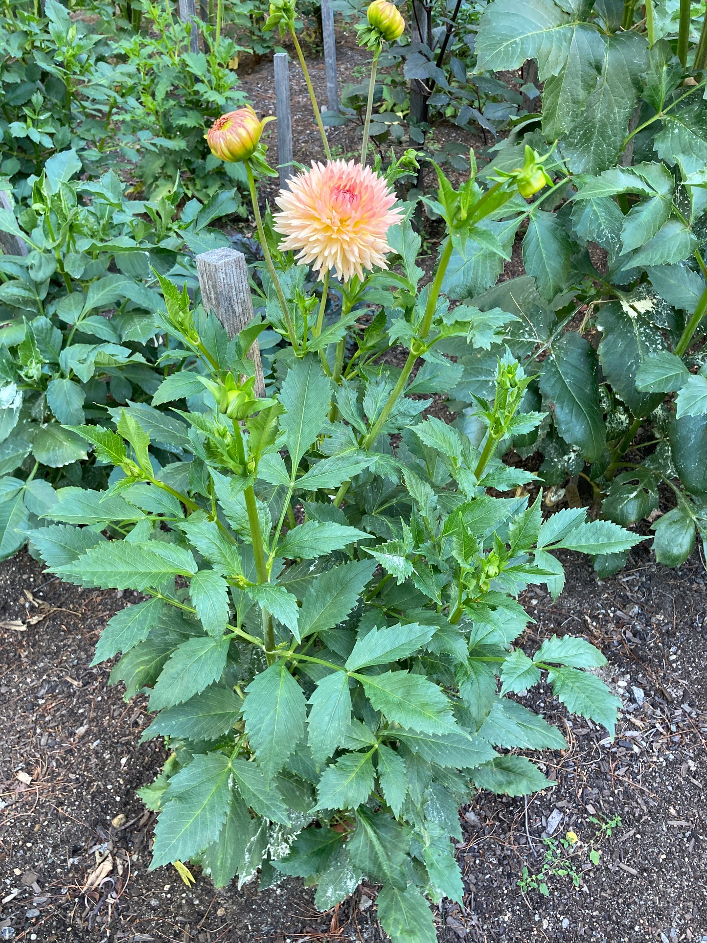 Lakeview Peach Fuzz - LPF